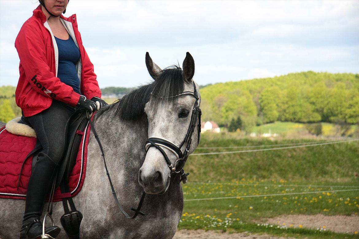 Holstener Colt 45 billede 10