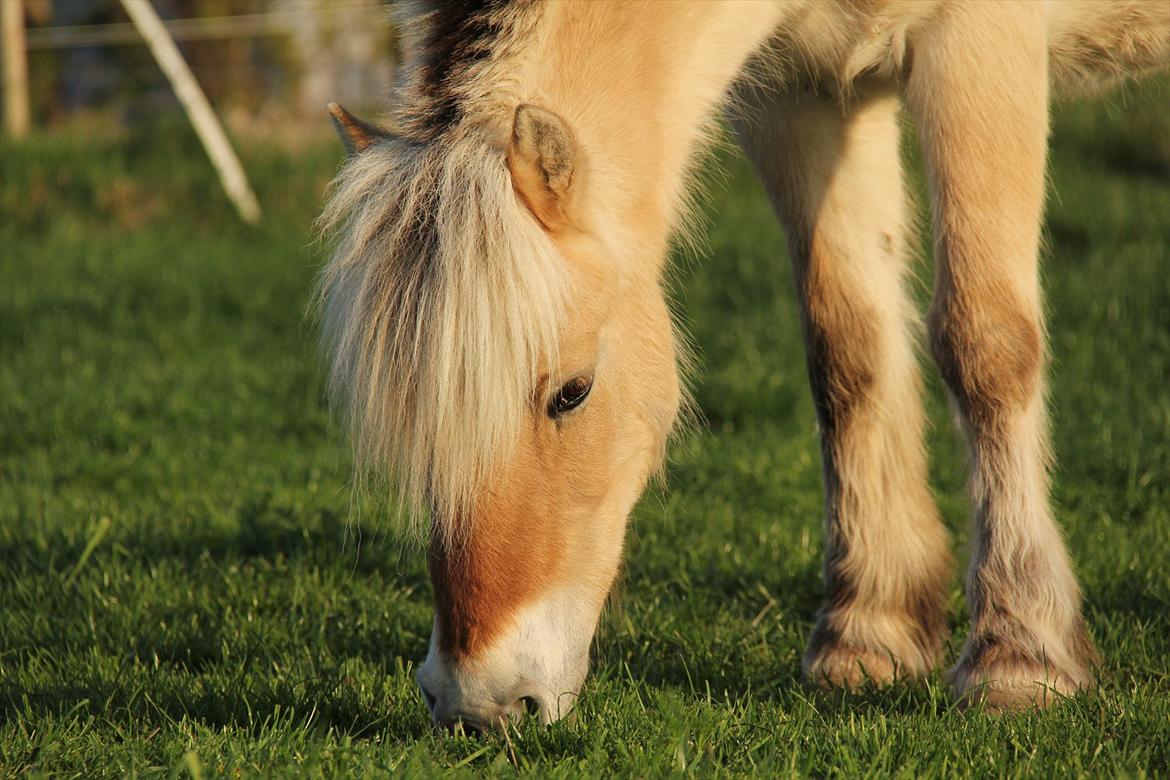 Fjordhest † Fie† - D. 03/05-2012 Foto: OMG billede 1