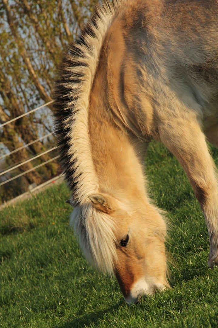 Fjordhest † Fie† - D. 03/05-2012 Foto: OMG billede 20