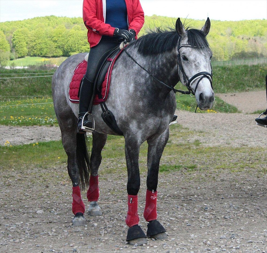 Holstener Colt 45 billede 12