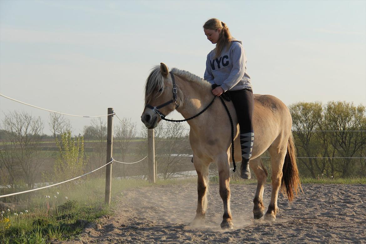 Fjordhest Sanita Dalsgaard - D. 03/05-2012 Foto: OMG billede 19