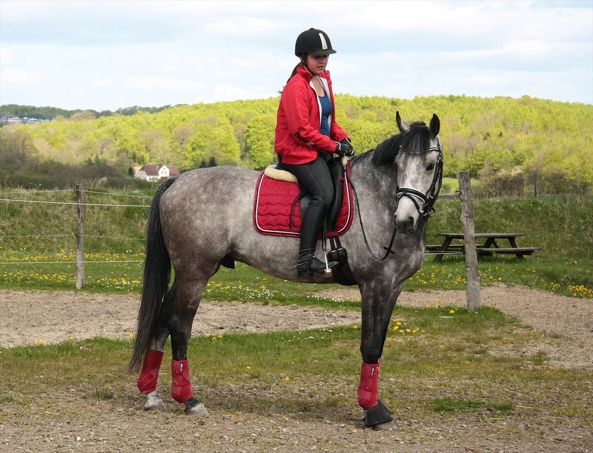 Holstener Colt 45 billede 13