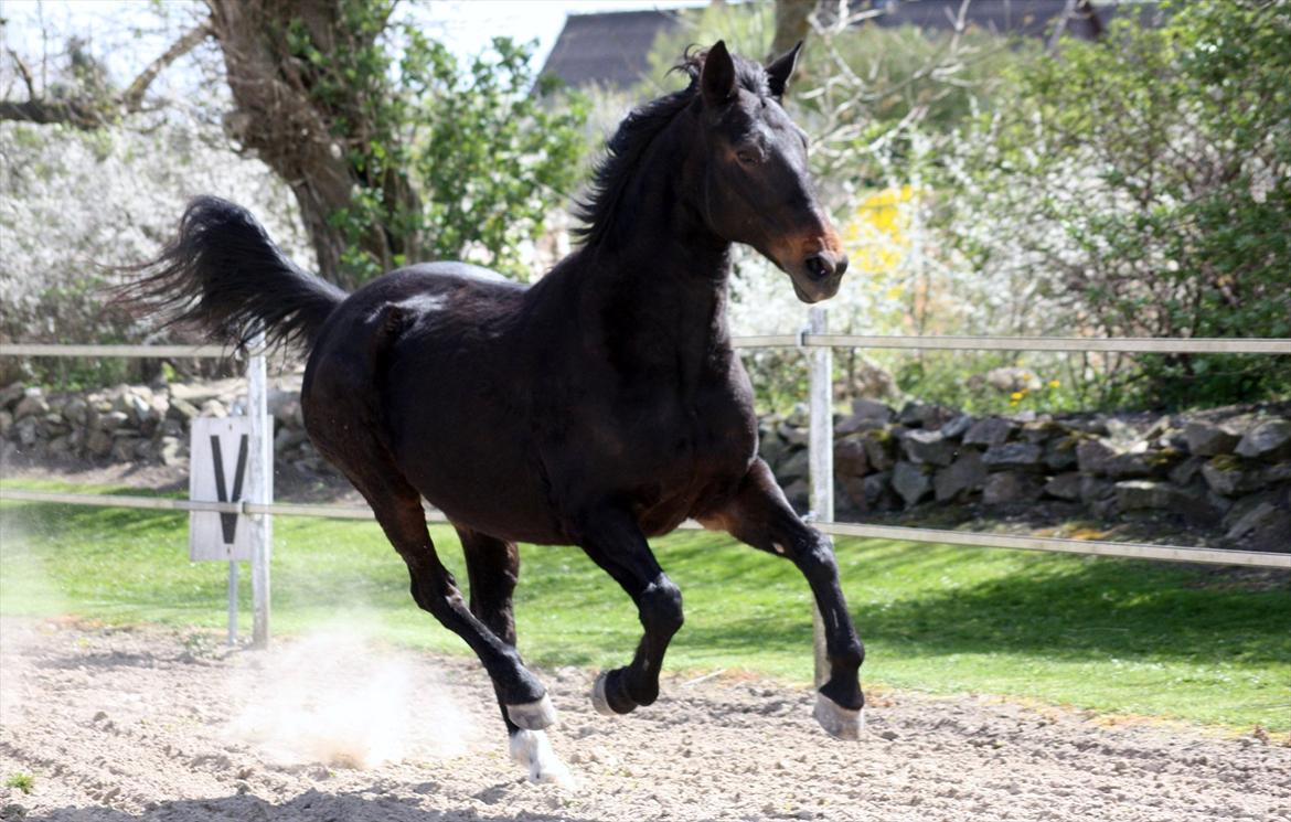 Dansk Varmblod Pirell <3 - Hyp hyp i gallop, på ridebanen.
Maj 2012 billede 5