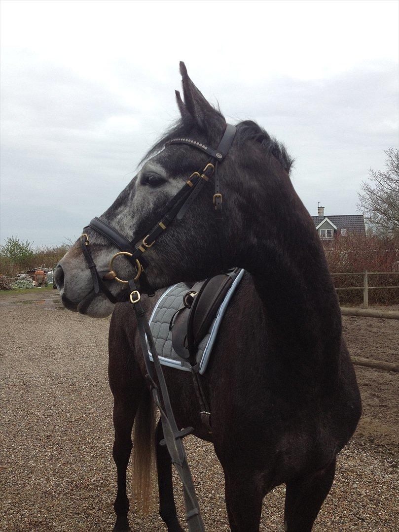 Dansk Varmblod I´matric billede 5