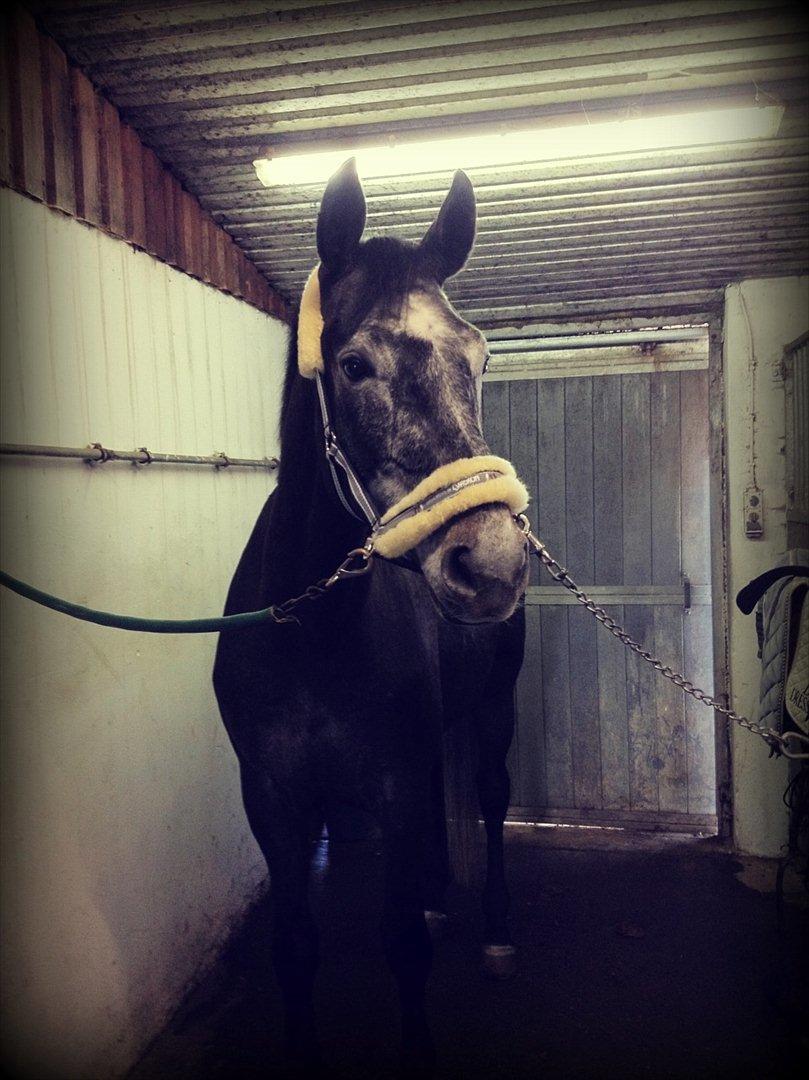 Dansk Varmblod I´matric billede 4