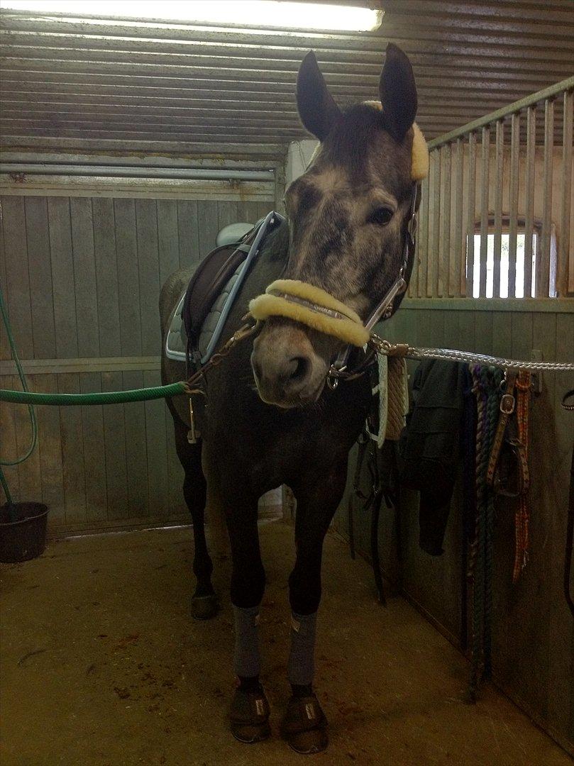 Dansk Varmblod I´matric billede 6