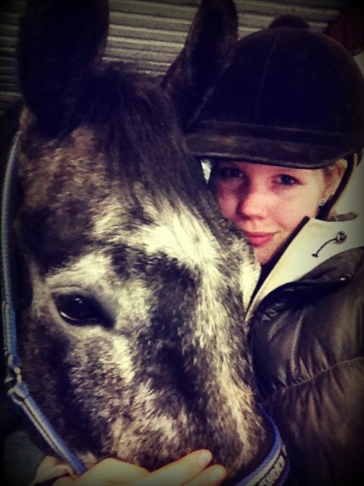 Dansk Varmblod I´matric billede 7