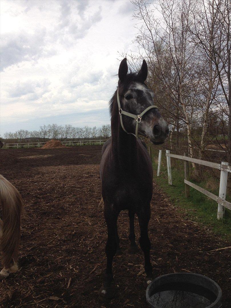 Dansk Varmblod I´matric billede 9