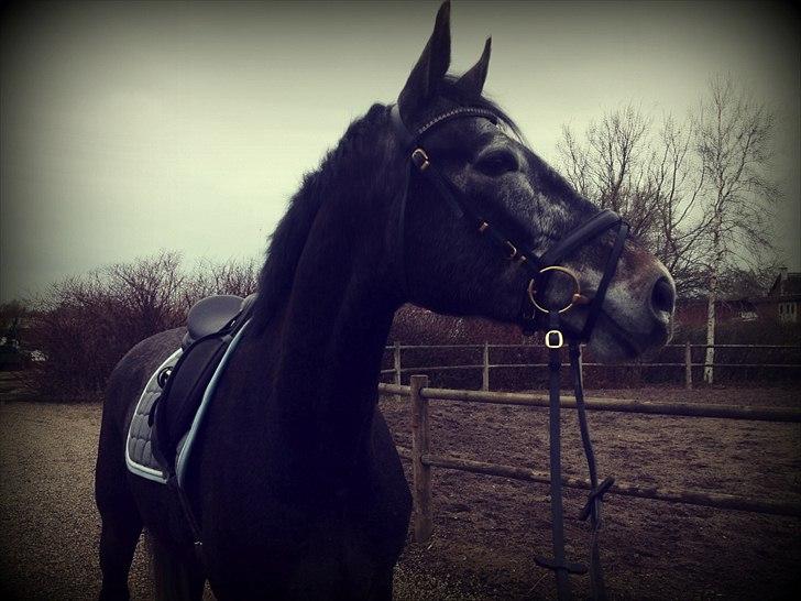 Dansk Varmblod I´matric billede 10