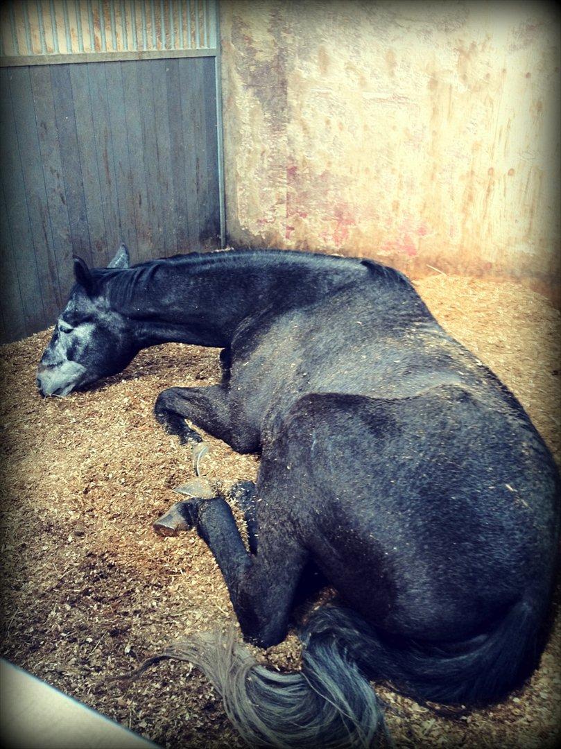 Dansk Varmblod I´matric billede 11