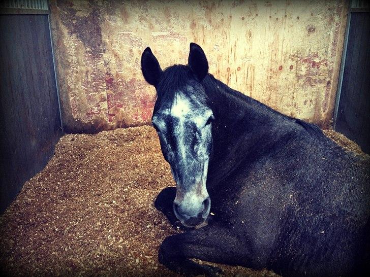 Dansk Varmblod I´matric billede 8