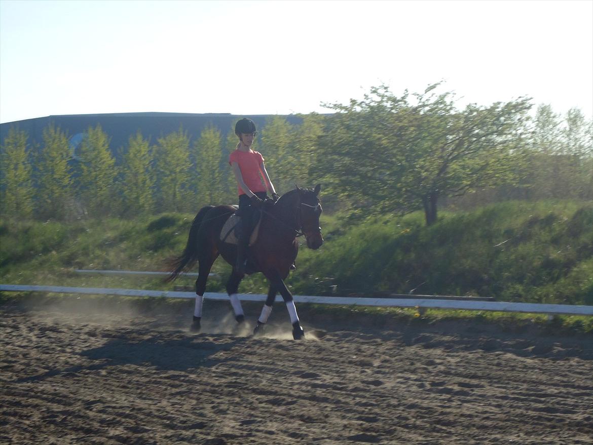 Anden særlig race Hedegårds Lucy - Dressurtræning d. 30-4-12.   - A friend is a present you give yourself billede 2