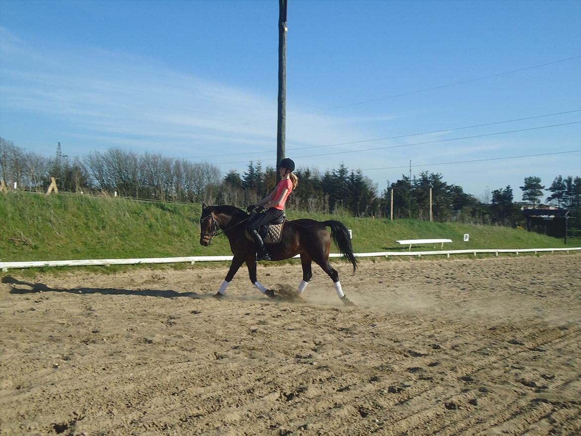 Anden særlig race Hedegårds Lucy - Dressurtræning d. 30-4-12
-The best mirror is an old friend. billede 9