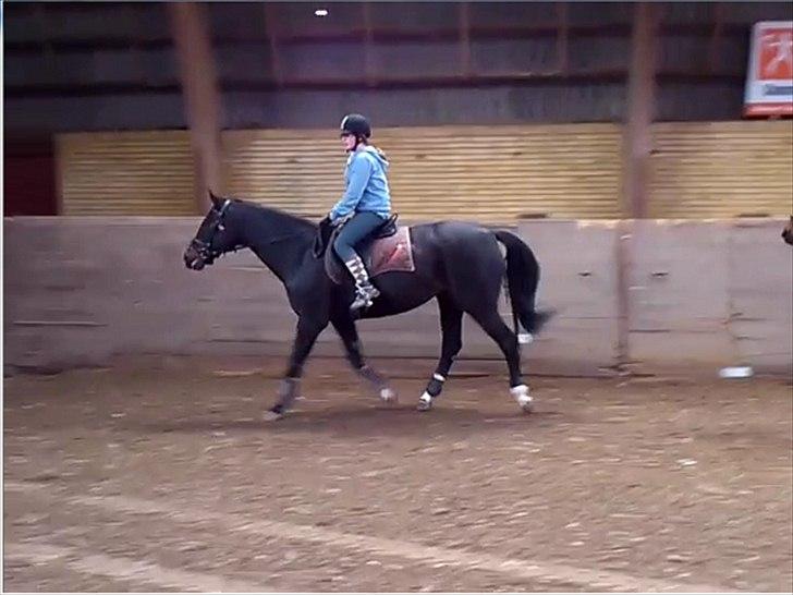 Dansk Varmblod Baronessen *Elevhest* (Har redet) - Trav. Foto: Taget fra Video billede 12
