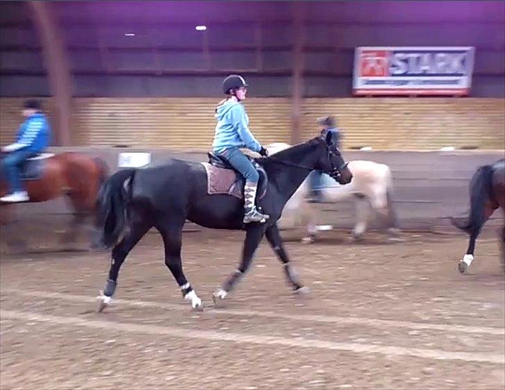 Dansk Varmblod Baronessen *Elevhest* (Har redet) - Trav. Foto: Taget fra Video billede 13