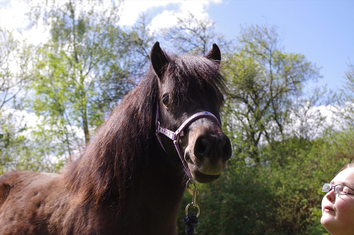 Anden særlig race Toffee R.I.P. - I min verden er du lille, i din egen er du verdens største hoppe <3 billede 13