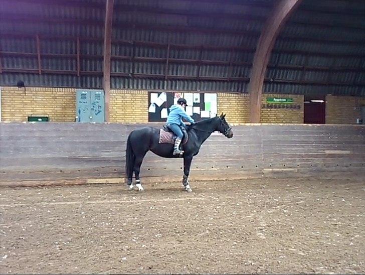 Dansk Varmblod Baronessen *Elevhest* (Har redet) - Klap <3 Foto: Taget fra Video billede 15