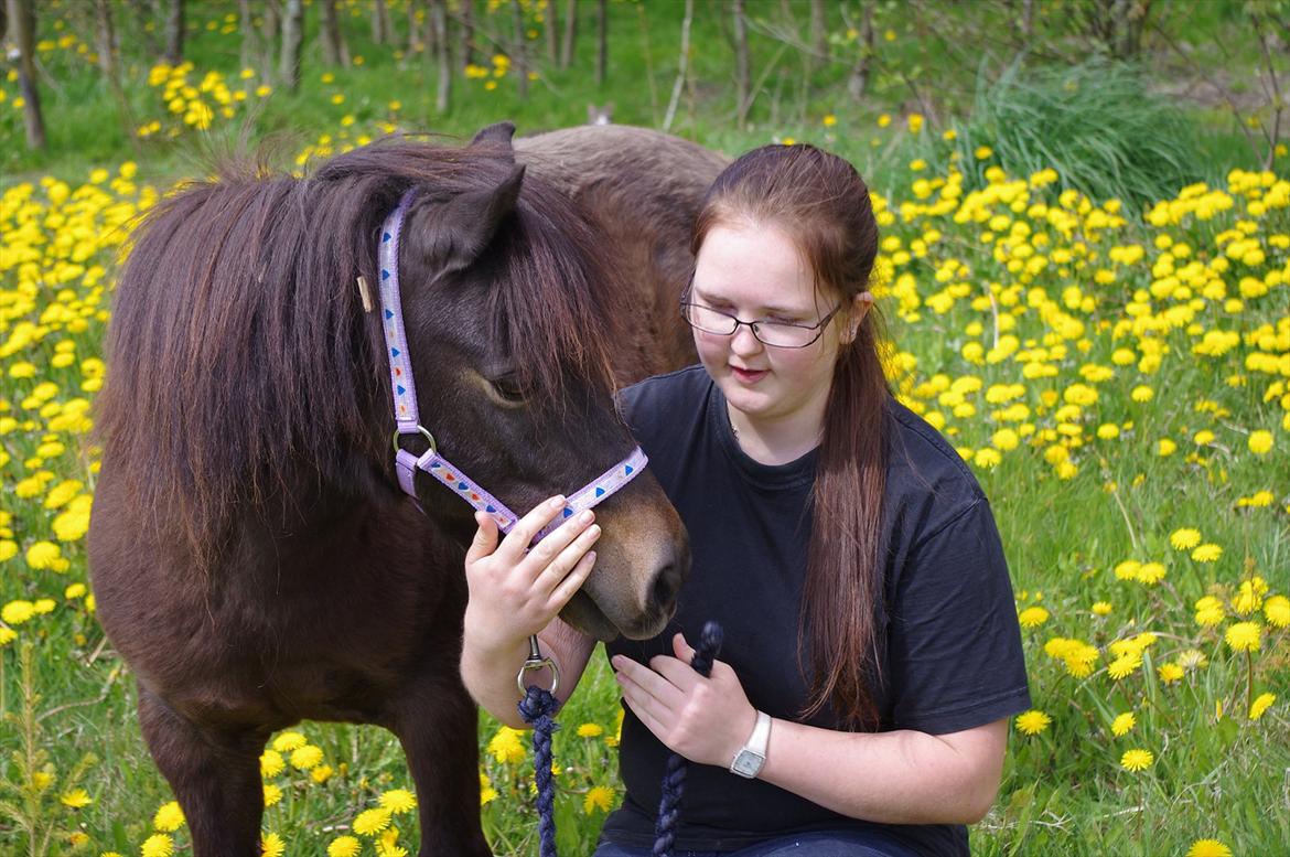 Anden særlig race Toffee R.I.P. - Min smukke pony d. 5 maj 2012 billede 7