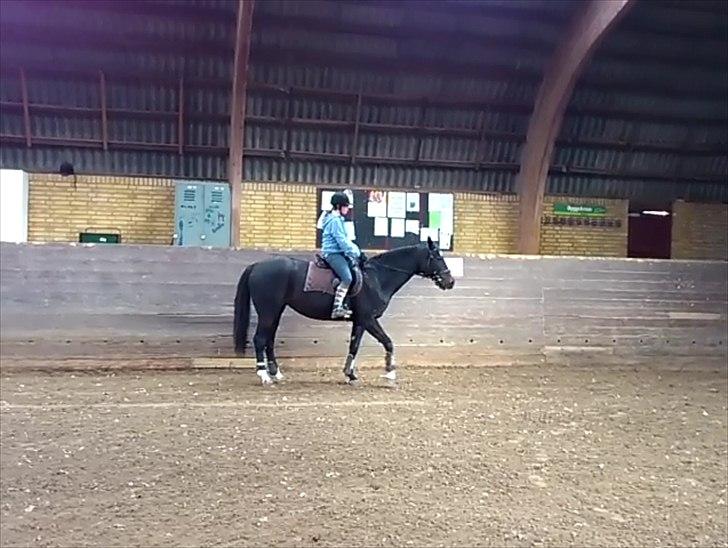 Dansk Varmblod Baronessen *Elevhest* (Har redet) - Tilbage trædning. Foto: Taget fra video billede 14