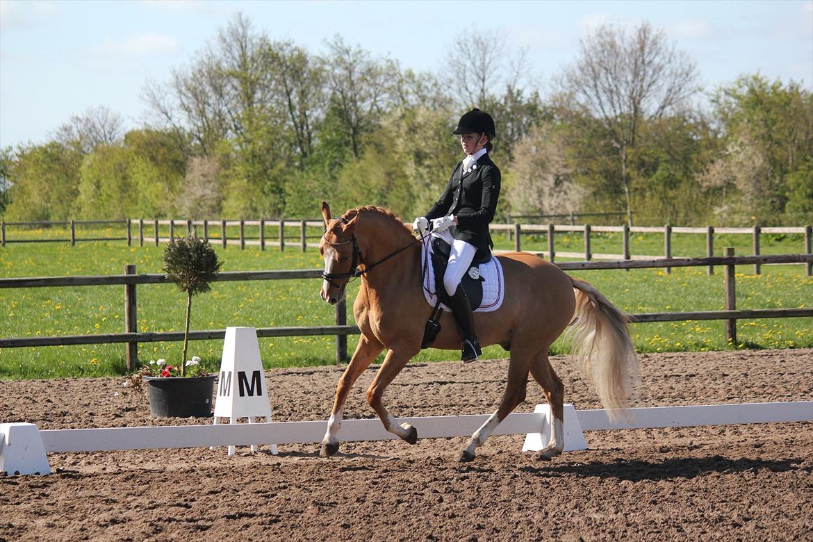 Tysk Sportspony Dominus B - A-pony billede 12