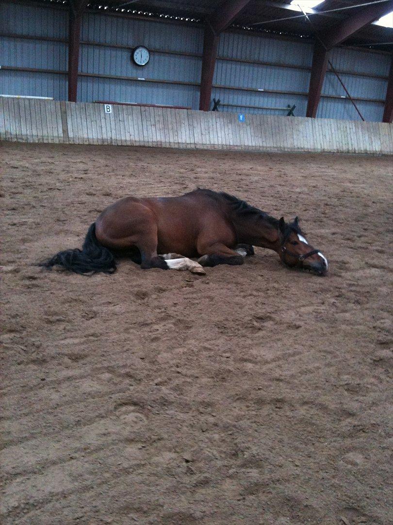 Welsh Pony af Cob-type (sec C) Haymos Chameur *solgt* - pony hygger i ridehuset :-D billede 9