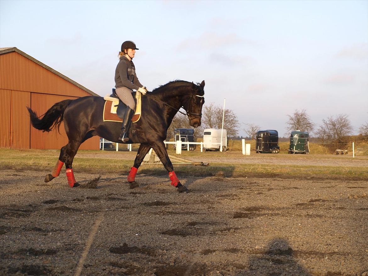 Dansk Varmblod Dams Solanum **R. I. P** - Sofus i galloptravers den 1/3-2012 ;) billede 4