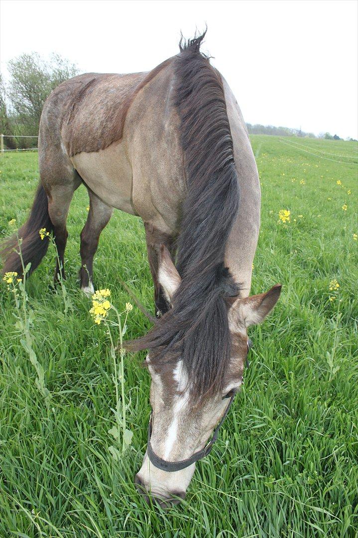 Connemara Ac-Seje Charlie af Engvang *..Bassemand..* - kærligheden kan ikke bekæmpes den vil altid være der!<3
Foto: Mig billede 10