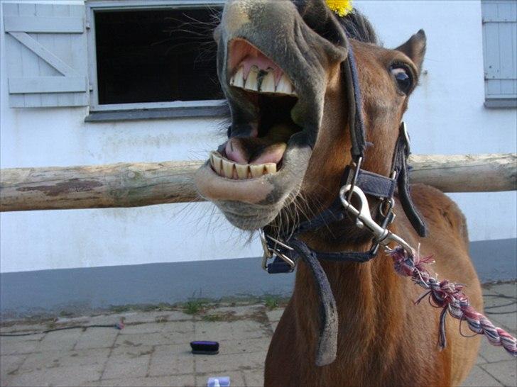 Shetlænder Bruno - Det er dejligt at klø røv :DDDDDD billede 5