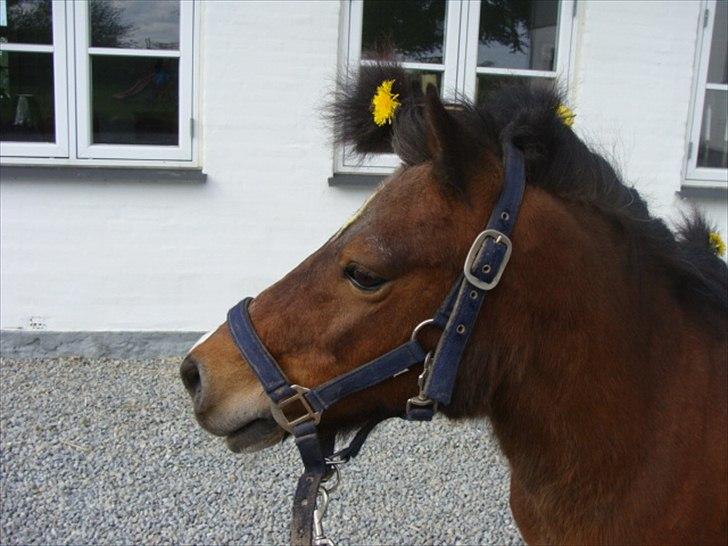 Shetlænder Bruno billede 4