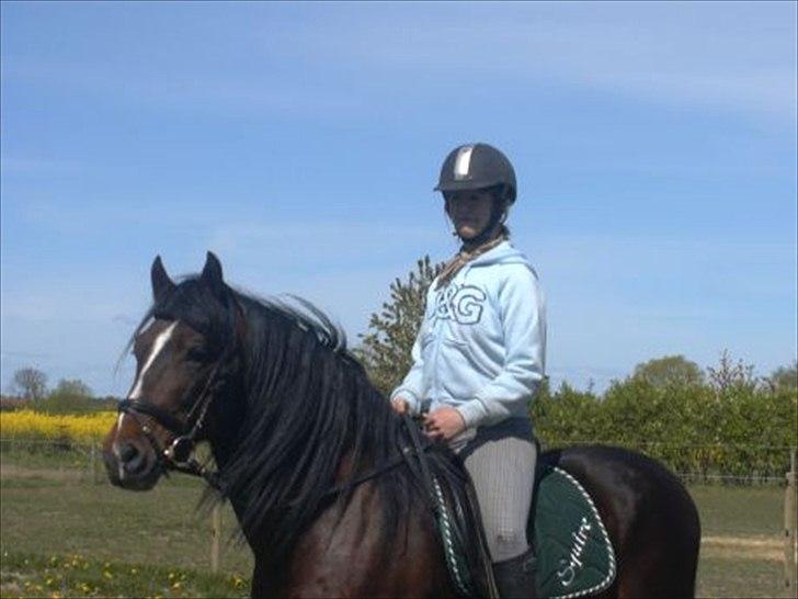 Welsh Cob (sec D) Glanvyrnwy Squire - Mig på Squire 2007. Hos tidl. ejer billede 9