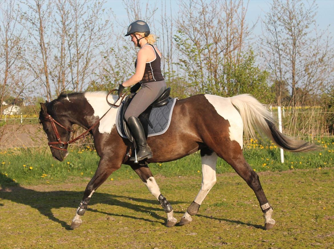 Pinto Marusaki billede 6