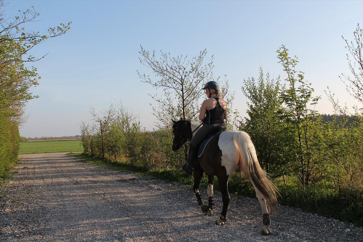 Pinto Marusaki billede 7