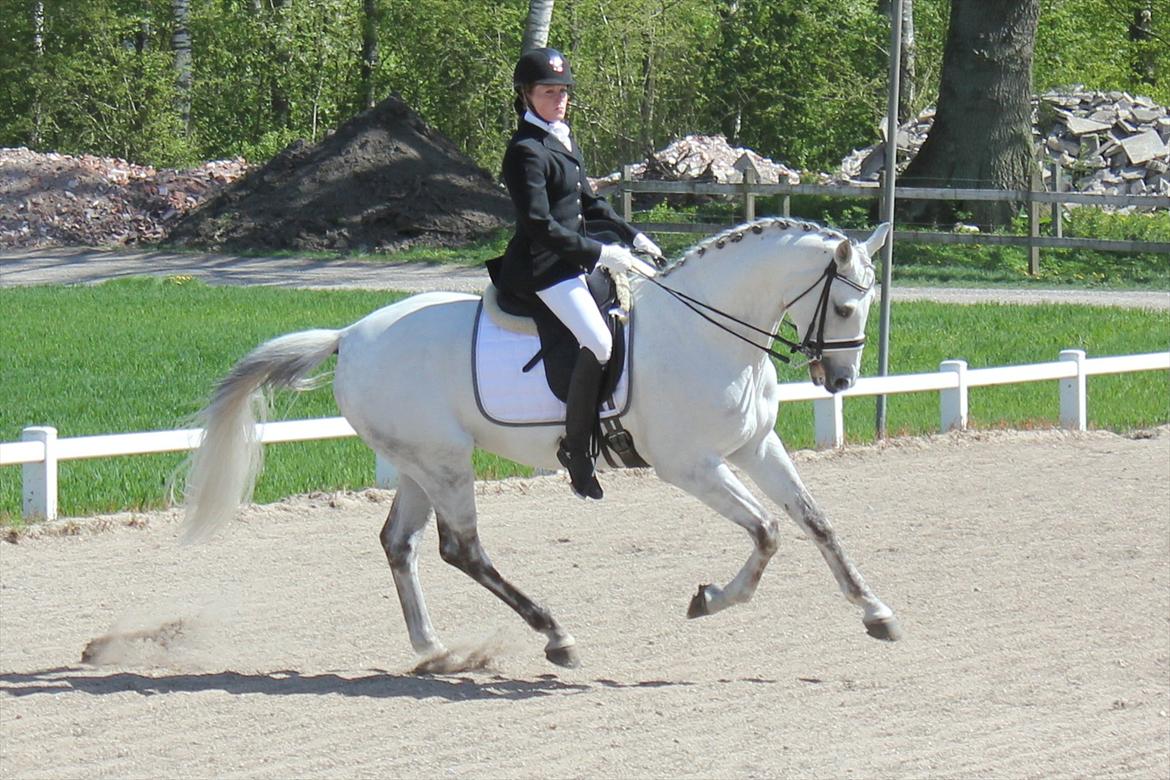 Svensk Varmblod Endorfin billede 15