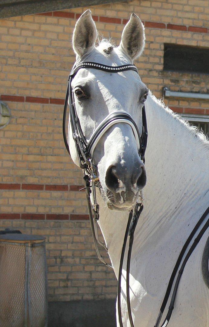 Svensk Varmblod Endorfin billede 1