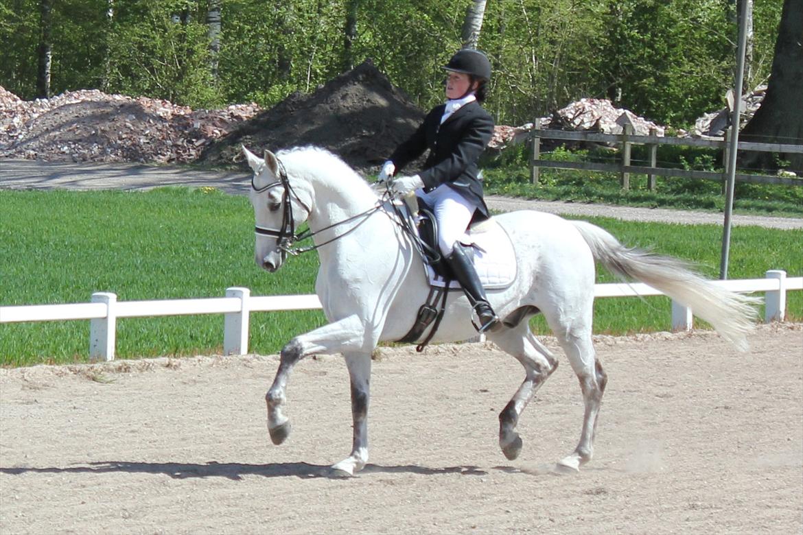 Svensk Varmblod Endorfin billede 16