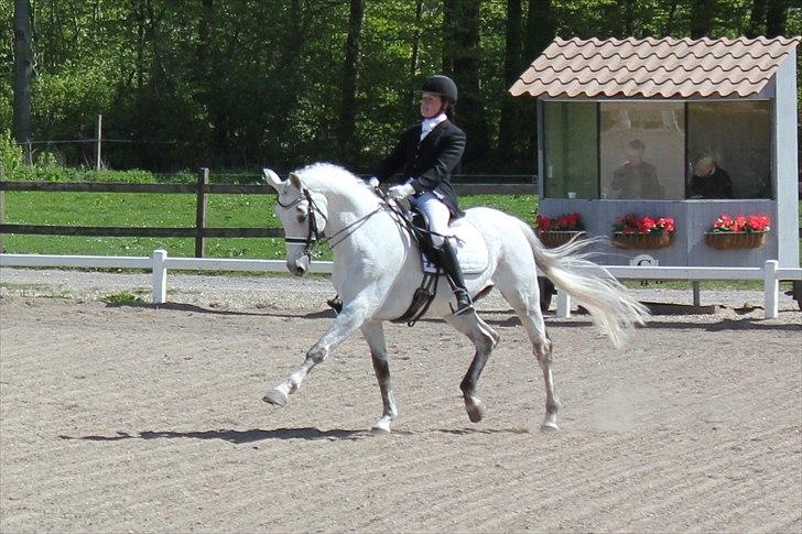 Svensk Varmblod Endorfin billede 17