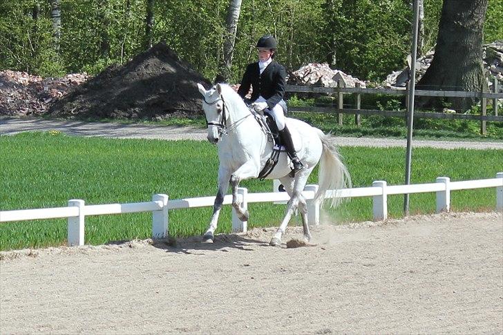 Svensk Varmblod Endorfin billede 18