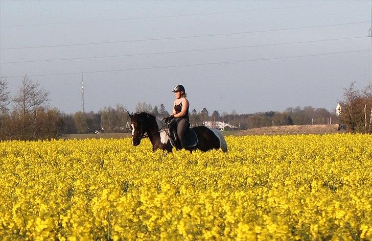 Pinto Marusaki billede 8