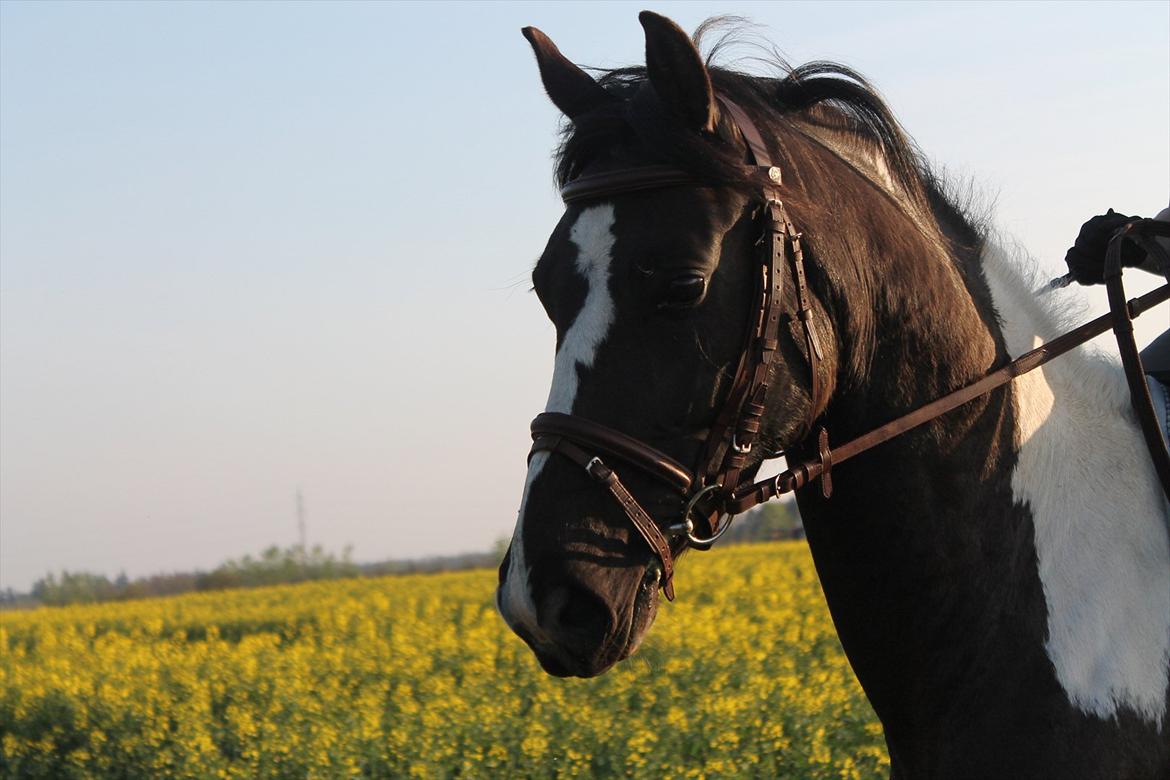 Pinto Marusaki billede 2