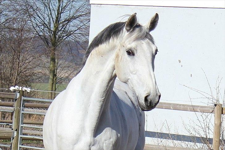 Svensk Varmblod Endorfin billede 19