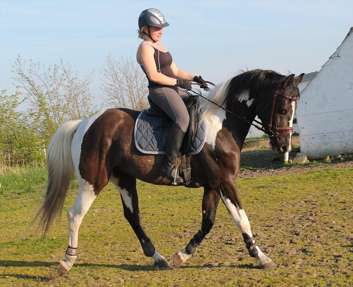 Pinto Marusaki billede 9