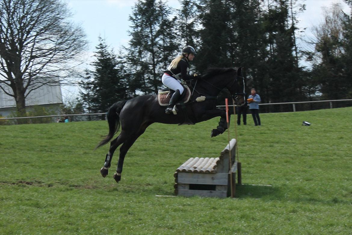 Dansk Varmblod Giza - CNC90 i Skanderborg 2012 billede 21