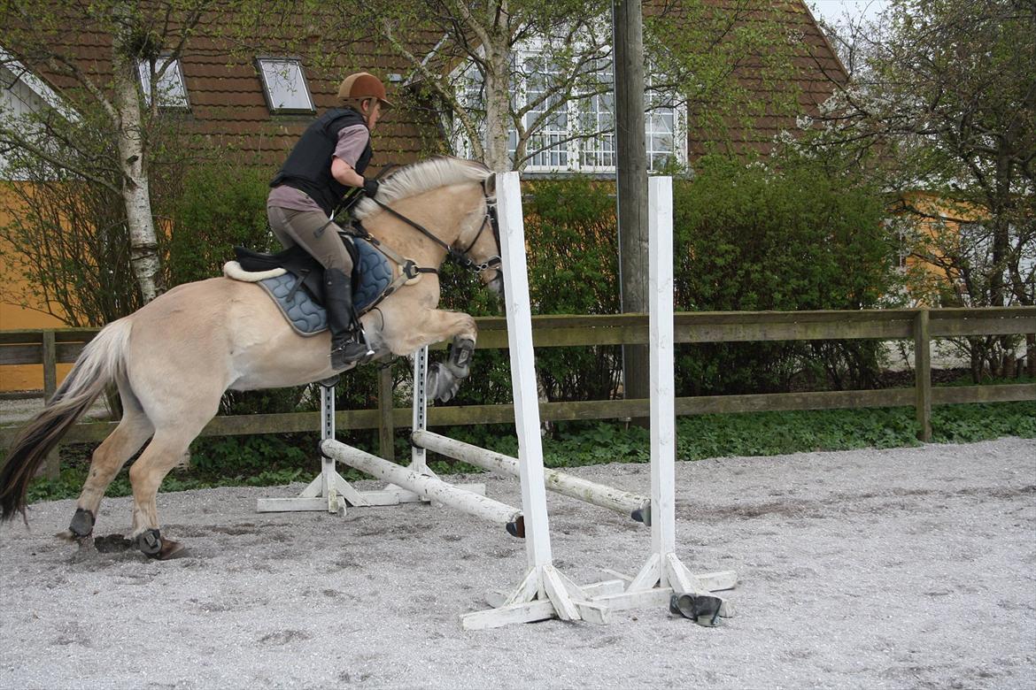 Fjordhest Luffe - inger og Luffe 
4 maj 2012 billede 15