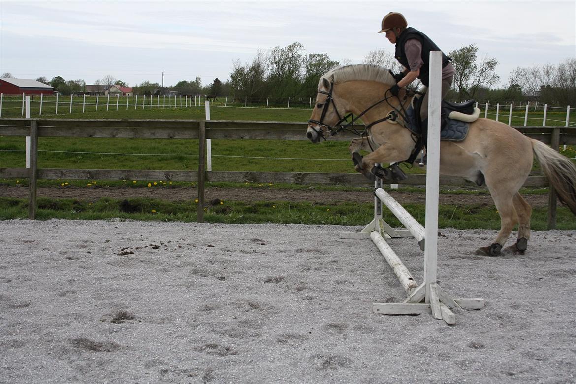 Fjordhest Luffe - inger og Luffe 
4 maj 2012 billede 16