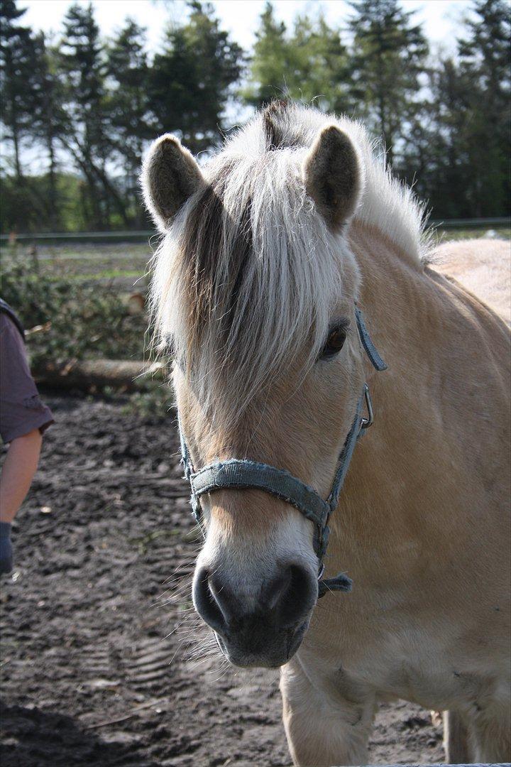 Fjordhest Luffe - luffe mussen
4 maj 2012 billede 1