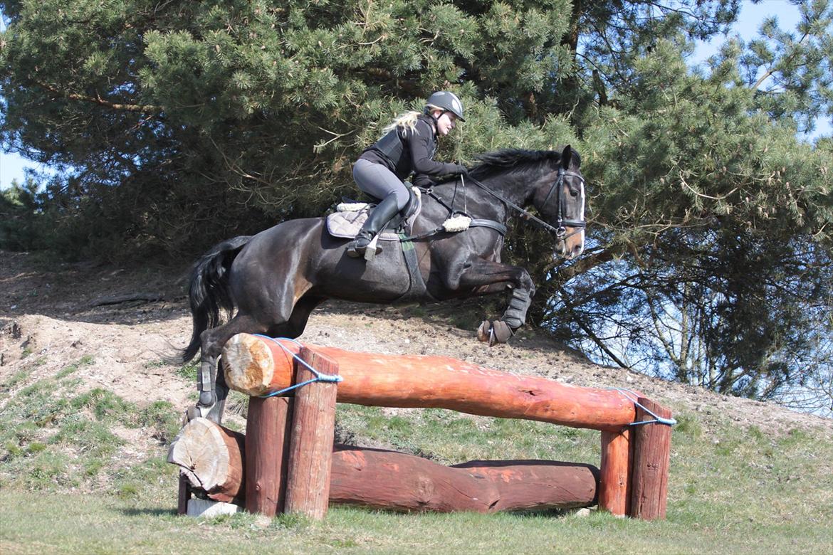 Dansk Varmblod Giza - Terræntræning i Langå i april 2012. 
 billede 9
