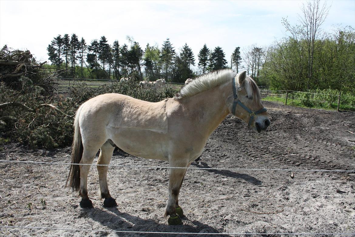 Fjordhest Luffe - luffe dreng
4 maj 2012 billede 17