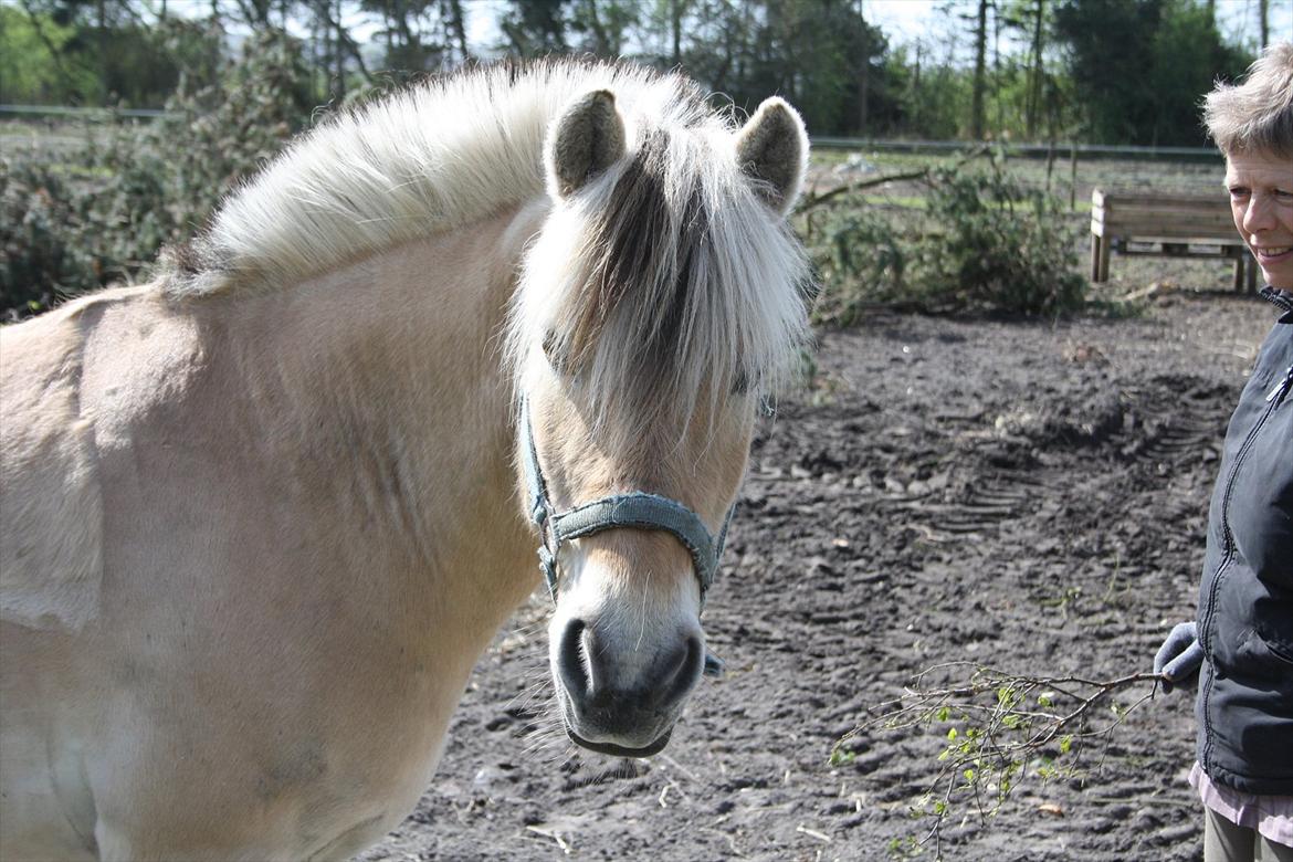 Fjordhest Luffe - 4 maj 2012 billede 18