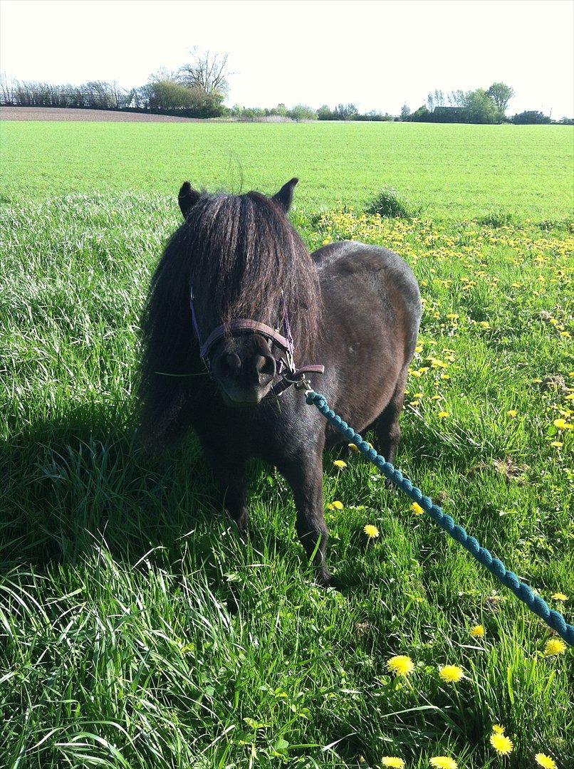 Shetlænder Mosbækmindes Jasmin - Maj 2012 <3 billede 3