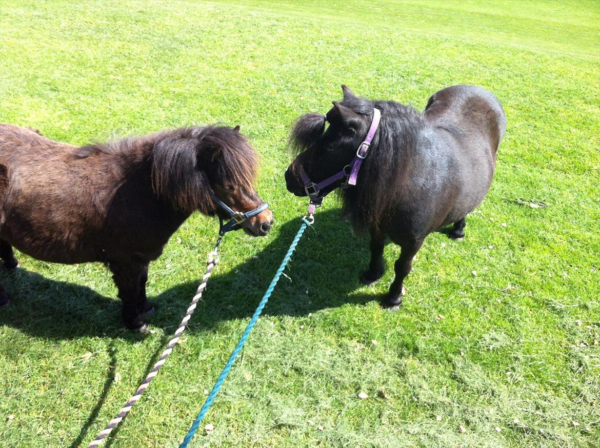 Shetlænder Mosbækmindes Jasmin - Maj 2012 <3 billede 4